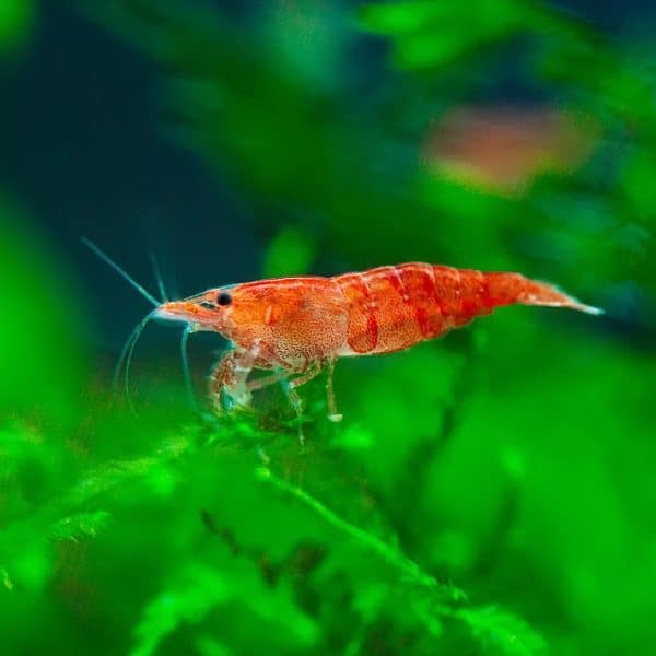 🍒Red Cherry Freshwater Shrimp🍒